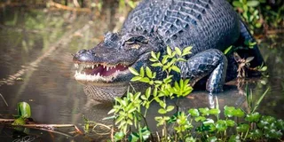 New Orleans Swamp and Bayou Boat Tour