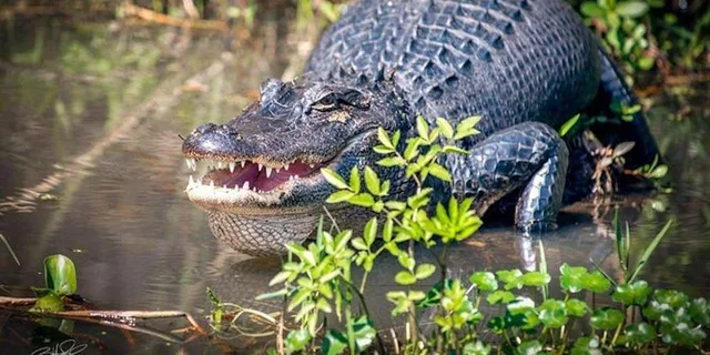 New Orleans Swamp and Bayou Boat Tour - Image 1