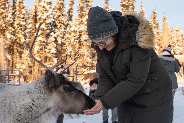 Fairbanks Reindeer Meet and Greet 30 min - Image 3