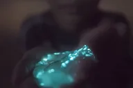 Kiwanis Island Bioluminescence Kayak Tour thumbnail 2