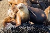 San Diego Whale Watching and Dolphin Tour thumbnail 6