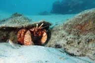 Fort Lauderdale Snorkeling Adventure 2 hr thumbnail 2