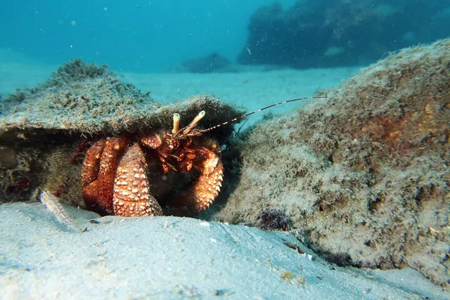 Fort Lauderdale Snorkeling Adventure 2 hr - Image 2