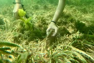 Crystal River Scalloping Tour thumbnail 2