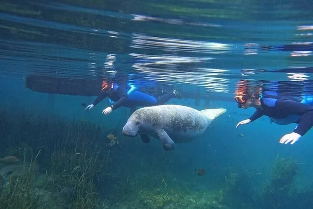 Crystal River Manatee Swim with Free Photos 3 hr - Image 3