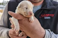 Skagway Husky Puppy Play Time & Summit Tour thumbnail 1
