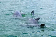 Anna Maria Island Dolphin Sightseeing Adventure thumbnail 1