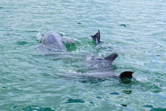 Anna Maria Island Dolphin Sightseeing Adventure - Image 1