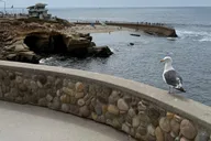 La Jolla Coastal Golf Cart Tour thumbnail 4