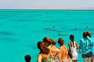 Key West Dolphin Watching and Snorkeling Cruise thumbnail 6