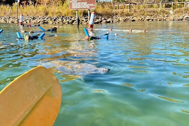 Crystal River Tandem Kayak Rental with Manatees 4 hr - Image 2