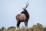 Yellowstone Wildlife Photography Tour thumbnail 4