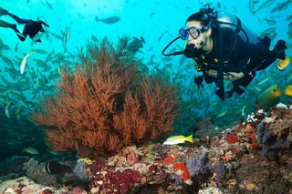 Kauai Scuba Diving Tour From a Boat