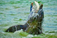 Ten Thousand Islands Eco Dolphin Tour thumbnail 4