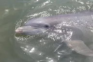 Hilton Head Dolphin and Nature Tour 90 Min thumbnail 1