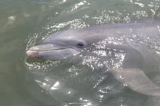 Hilton Head Dolphin and Nature Tour 90 Min