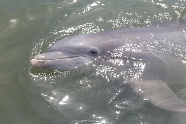 Hilton Head Dolphin and Nature Tour 90 Min - Image 1