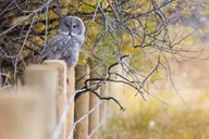 Grand Teton Wildlife Safari Tour thumbnail 4