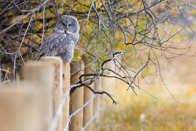 Grand Teton Wildlife Safari Tour - Image 4