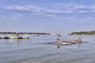 Hilton Head Kayak Dolphin Nature Tour 2 hr thumbnail 1