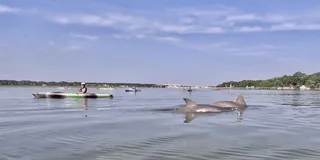 Hilton Head Kayak Dolphin Nature Tour 2 hr