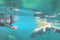 Crystal River Manatee Snorkel Tour 4 hr thumbnail 1