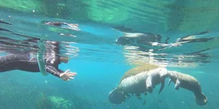 Crystal River Manatee Snorkel Tour 4 hr
