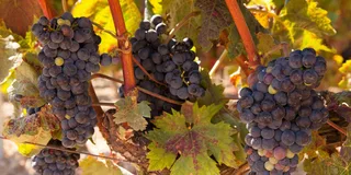 Atlanta Wine Tasting Tour in North Georgia