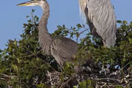 Cocoa Beach Dolphin and Wildlife Tour thumbnail 4