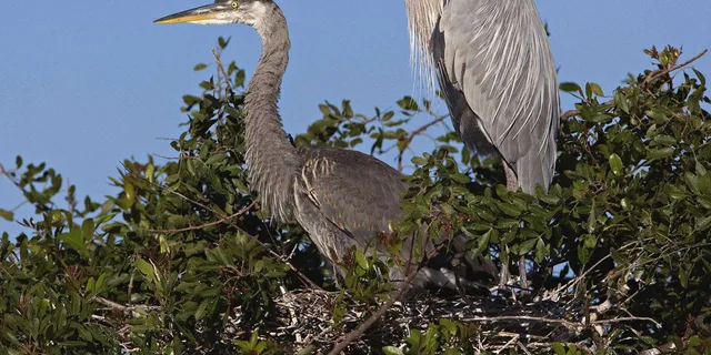 Cocoa Beach Dolphin and Wildlife Tour - Image 4