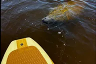 New Smyrna Dolphin and Manatee Kayak Adventure thumbnail 4