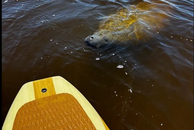 New Smyrna Dolphin and Manatee Kayak Adventure - Image 4