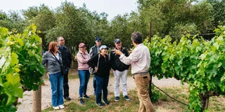 San Francisco Wine Country Tour with Tastings