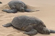 Oahu Circle Island Tour thumbnail 5