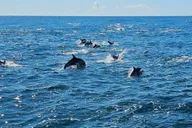 San Diego Whale Watching Cruise 3 hr thumbnail 6