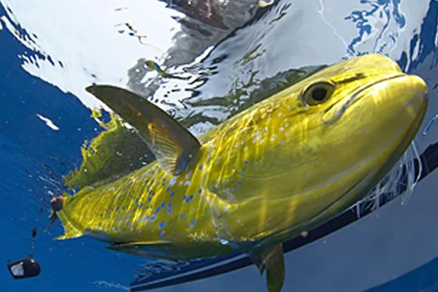 Marathon Offshore Fishing Charter - Image 4