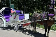 New York City Central Park Horse Carriage Tour thumbnail 2