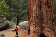 San Francisco Redwoods & California Coast Day Trip thumbnail 1