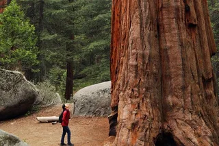 San Francisco Redwoods & California Coast Day Trip