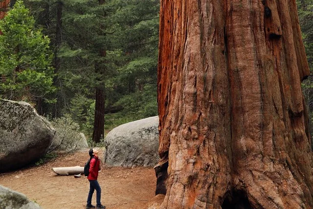 San Francisco Redwoods & California Coast Day Trip - Image 1