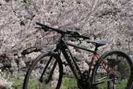 Washington DC Cherry Blossom Bike Tour thumbnail 5