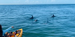 Naples Marco Island Mangroves Kayak Tour