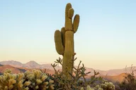 Scottsdale Sonoran Desert Jeep Tour thumbnail 4