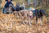 Anchorage Dog Sled Ride in Willow thumbnail 6