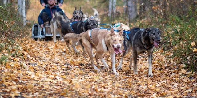 Anchorage Dog Sled Ride in Willow - Image 6