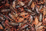 New Orleans Lower Garden District Food Tour thumbnail 5