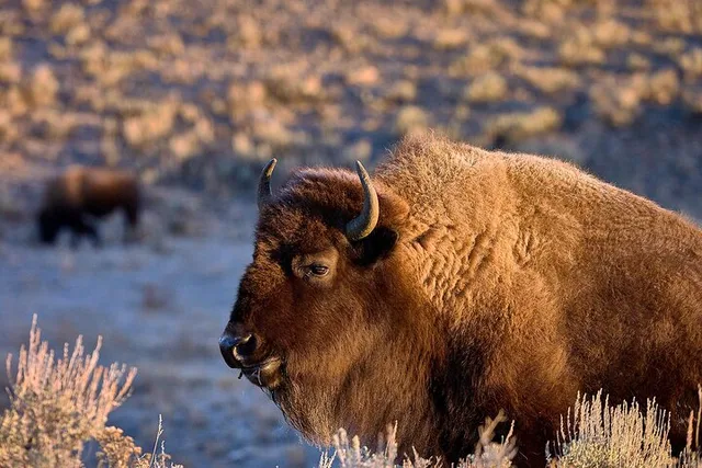 Yellowstone Wildlife Photo Safari Half Day - Image 5