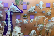Oklahoma City Museum of Osteology Ticket thumbnail 2