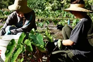 Maui Reforestation and Polynesian Agriculture Tour thumbnail 4