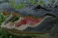 Florida Everglades Airboat Ride thumbnail 1